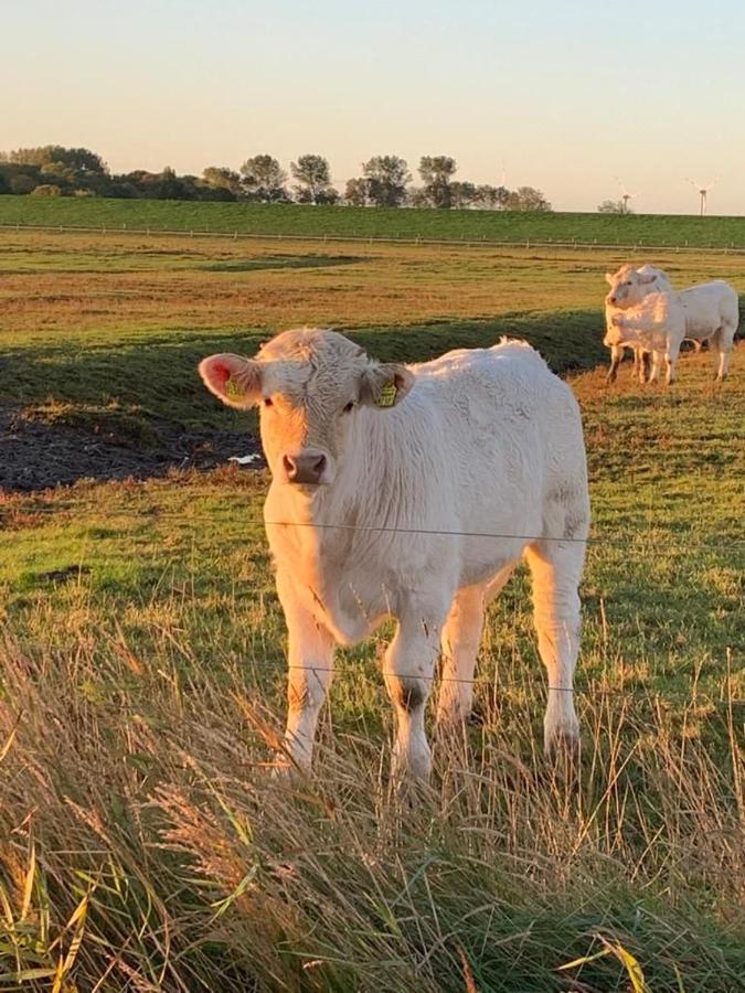 Ferienwohnung Pit Am Nordseedeich Butjadingen Bagian luar foto